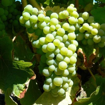 grappe-de-chenin-02092013.jpg