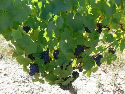 Feuille et grappe de Gamay Noir