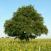 Classified oak tree just in the midle of the vineyard of Domaine la Guillaumerie