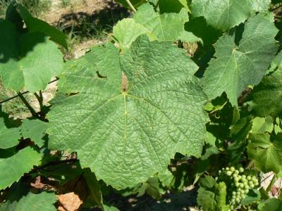 Feuille de Grolleau
