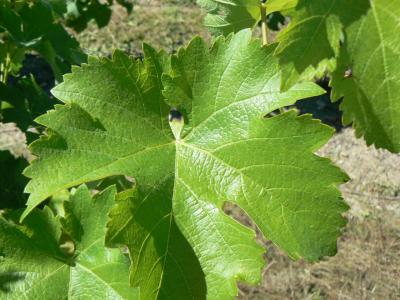 Feuille de Cabernet Franc le 04/08/2013